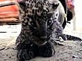 Stray Leopard Cub