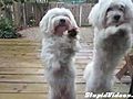 Dogs Dance To 80’s Soundtrack