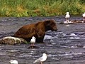 THE FISHING BEAR