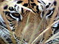 LIFE in the News: Endangered Tigers