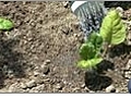 Organic Gardening - Transplanting Seedlings