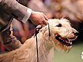 Westminster,  the dog show of all dog shows