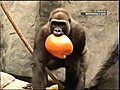 Animals get pumpkins at zoo