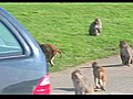 Monkeys ravage car at Longleat