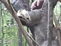 Brazil Amazon Jungle Sloth-Faultier