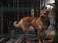 Le triste sort des chiens hongkongais