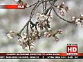 Warm temperatures causing Washington DC cherry blossoms to bloom early
