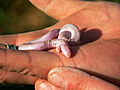 Weird Creatures: Mole Lizard