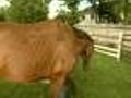 Horses Found Malnourished,  Injured In Crystal Lake
