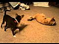 Lila and Doobie play tug-a-war!