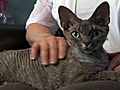 Cats 101: Devon Rex