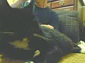 Cute cat on cam!