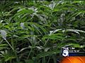 KTLA: Burglary Alerts Police to Massive Pot Growing Operation - David Begnaud reports