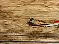 Dramatic Flood Rescue in Brazil