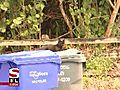 Hollywood aims to cut down on feral cat population (The Morning Show  Channel 39/Comcast 11)