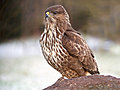 Common Buzzard (Buteo buteo)