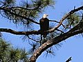 Raw video: Bald eagle with eaglets nest at Kennedy Space Center