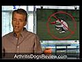 Arthritis In Dogs - Natural Supplements