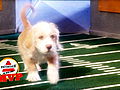 Puppy Bowl VII: Puppy Bowl VII MVP