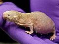 Scientist: Naked mole rats &#039;Holy Grail&#039; on aging