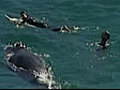 Whales join Sydney surfers