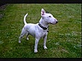 Arry Bull Terrier