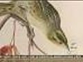 Audubon Aviary Exhibit Features Art & 3-D Sound Technology