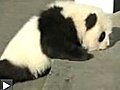 Bébé panda qui gémit