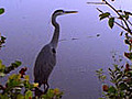 Great Blue Herons