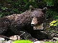 Crittercam®: Bear Cub