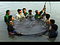 Giant River Stingrays Found