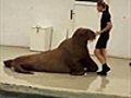 Dancing Walrus