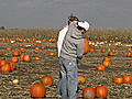 Pumpkin fungus sweeps nation