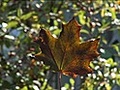 How to Identify a Maple Tree