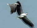 White-Bellied Sea Eagles Whirl