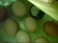 Eggs are expected to hatch 06/13-06/16 06/13/10 07:50PM