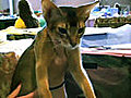 Abyssinian Cat Breed