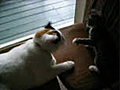 catPL
