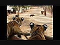 Temple des tigres (tiger temple) Thaïlande (Thailand)