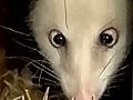 Cross-eyed opossum