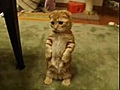 美しい Popol59123 - Chat Sympa  美しい
