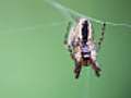 ?Waiting Spider on a silk