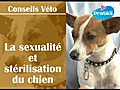 La sexualité et stérilisation du chien