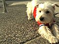 The Olympic Puppy That Keeps a Skater Sane