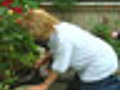 Ergonomic Tools Prevent Pain While Gardening