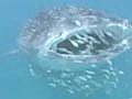 Video - Whale Shark Rave: Thriving Population