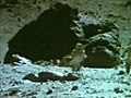 Moon Landing Hoax Apollo 16 : Disney’s Obvious Fake Animal Rocks Shock The Astronauts in The Nevada Fake Moon Bay               // video added February 03,  2010            // 0 comments             /