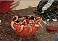 Halloween Treats - How to Make Bloody Worms