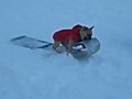 Dog jacks kid’s sled