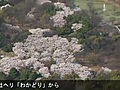 満開・都内の桜名所巡り